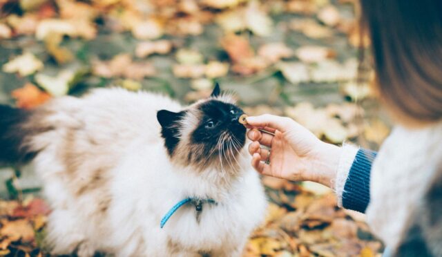 66a761b550c15b19b9c496fb_1317066-1676863234