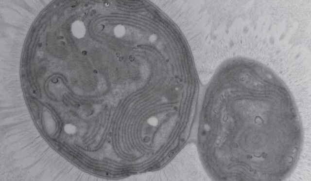 6729f0999483a417a095659a_6c0aea3f71926154f855fce1ff96fd6d