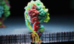67cebe0cb0b5554611509399_ProteinPicture