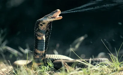 67cffac6fab1f0b92729c1e6_110624_mr_ai-antivenom_feat