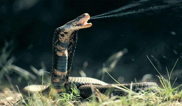 67cffac6fab1f0b92729c1e6_110624_mr_ai-antivenom_feat