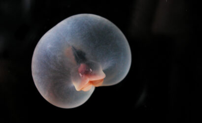67dd5d66107217802908dea0_Chaetopterus_pugaporcinus_04_cc_1150
