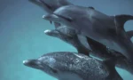 67ff9ed587720e714812f4bf_dolphins.width-1000.format-webp