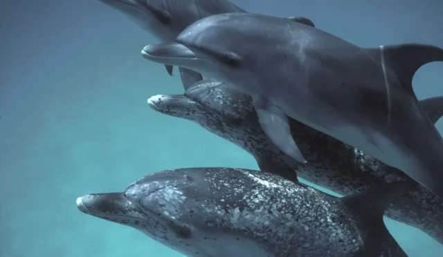 67ff9ed587720e714812f4bf_dolphins.width-1000.format-webp