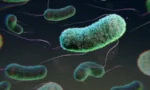6852a7761db59fdf2f71c38e_illustration-escherichia-coli-bacteria-e-990560757