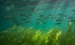 685e5e1a5f83f647a5393eee_RS36221_Sand_eels_in_seagrass_meadow-lpr.width-765