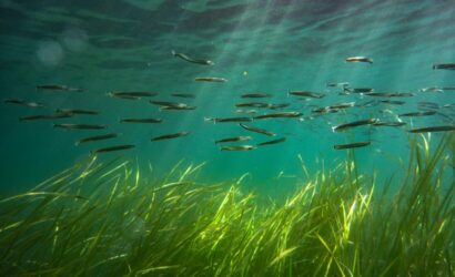 685e5e1a5f83f647a5393eee_RS36221_Sand_eels_in_seagrass_meadow-lpr.width-765