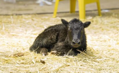 6878a533a8be9772cb1fb951_china-cloned-yak
