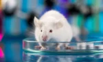 68a81cd062eccaa164fb5b60_Thumbnails-for-IE-articles-Lab-rats-given-human-brain-cells