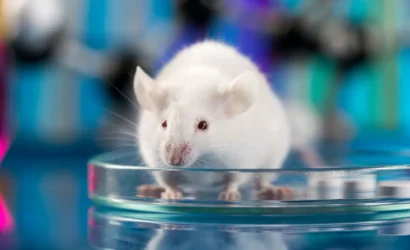 68a81cd062eccaa164fb5b60_Thumbnails-for-IE-articles-Lab-rats-given-human-brain-cells