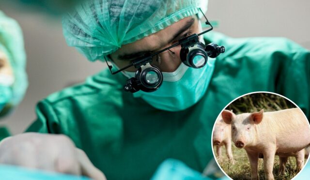 68af1bcabb2f1c7267b1c93b_Pig-Lung-02-20250826072525