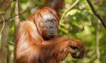 68b5677295d8af8b0ec307e6_Bornean_orangutan_Pongo_pygmaeus_Tanjung_Putting_National_Park_15