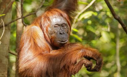 68b5677295d8af8b0ec307e6_Bornean_orangutan_Pongo_pygmaeus_Tanjung_Putting_National_Park_15