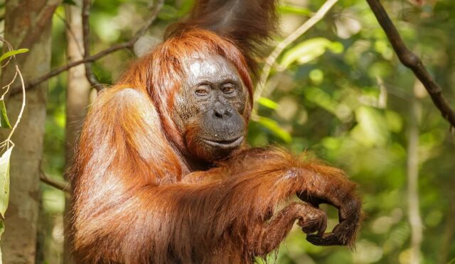 68b5677295d8af8b0ec307e6_Bornean_orangutan_Pongo_pygmaeus_Tanjung_Putting_National_Park_15