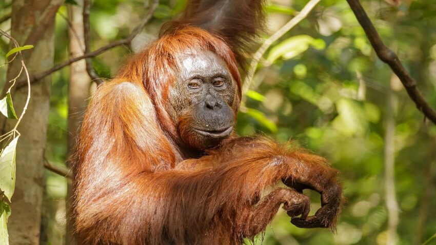 Orangutanlar, Başkalarını İzleyerek “Yastık, Battaniye, Şilte” ile Yuva Yapmayı Öğreniyor