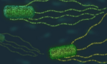 68caa1e22c5043080c6a872d_MIT-Program-Bacteria_0