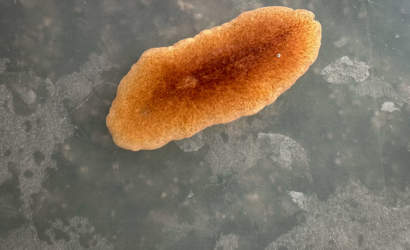 6903106e2801b150c1311970_the-planaria-affecting-a-mussel-on-27-february-2025-in-news-photo-1761165778