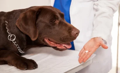 692815fc2cff4ba33ff22834_dog-taking-pill