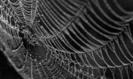 Scientists-uncover-molecular-marvel-behind-spider-silks-superpowers