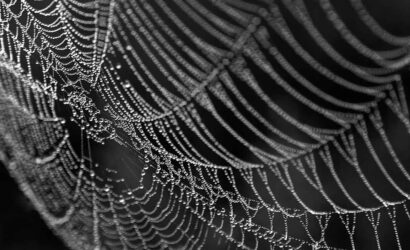 Scientists-uncover-molecular-marvel-behind-spider-silks-superpowers