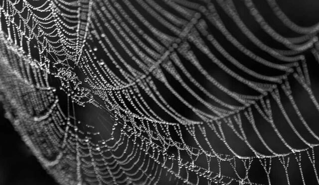 Scientists-uncover-molecular-marvel-behind-spider-silks-superpowers