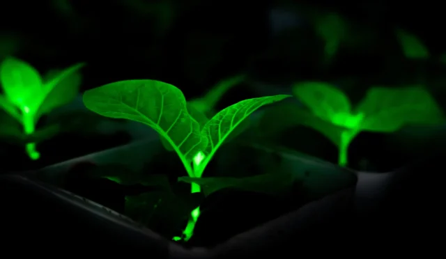 bioengineering-plants-glow-light-cities