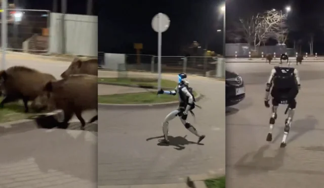 humanoid-robot-chasing-wild-boars