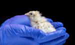 skynews-colossal-biosciences_7253027