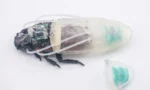 cyborg-remote-controlled-cockroaches-new-power