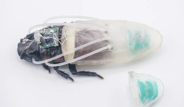 cyborg-remote-controlled-cockroaches-new-power