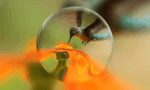 Genie-4-blog-header