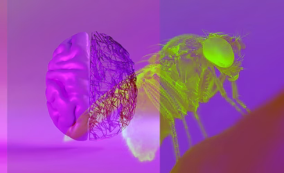 fruit-fly-brain-behavior
