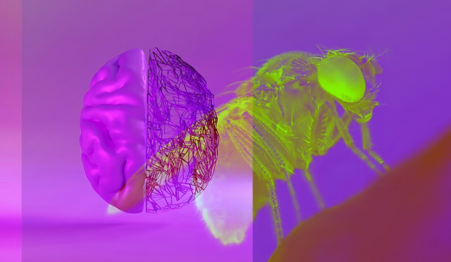fruit-fly-brain-behavior